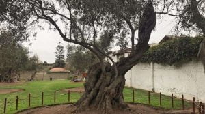 Encuentran un árbol que sembró San Martín de Porres en Perú