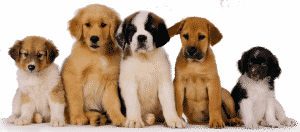 Los 10 mandamientos de un perro